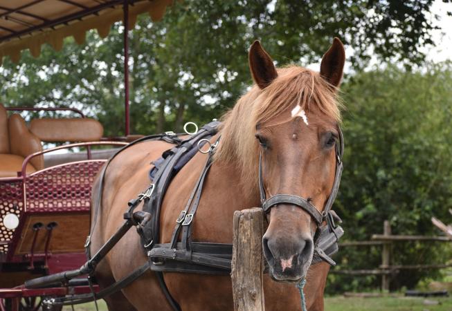 "Pferdesegnung" 2025