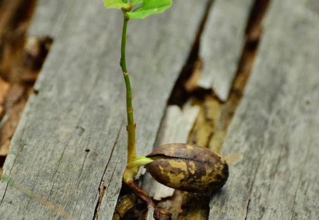 Jahreslosung 2026 "Gott spricht: Siehe, ich mache alles neu"